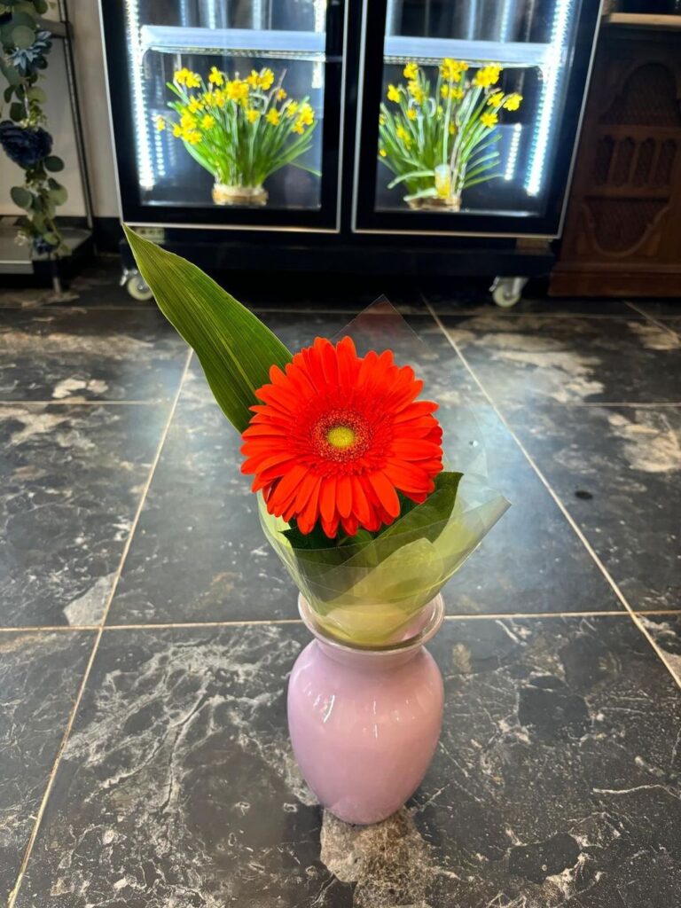 Single red gerbera in a pink vase